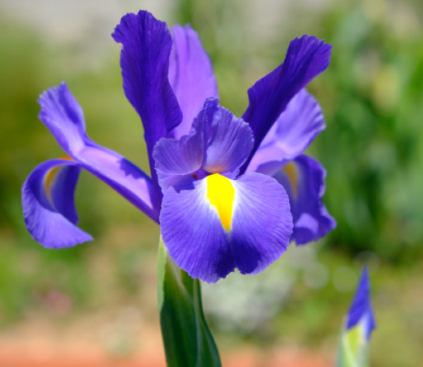 50 Mixed Colors Iris Seeds Much Less Money Than Bulbs