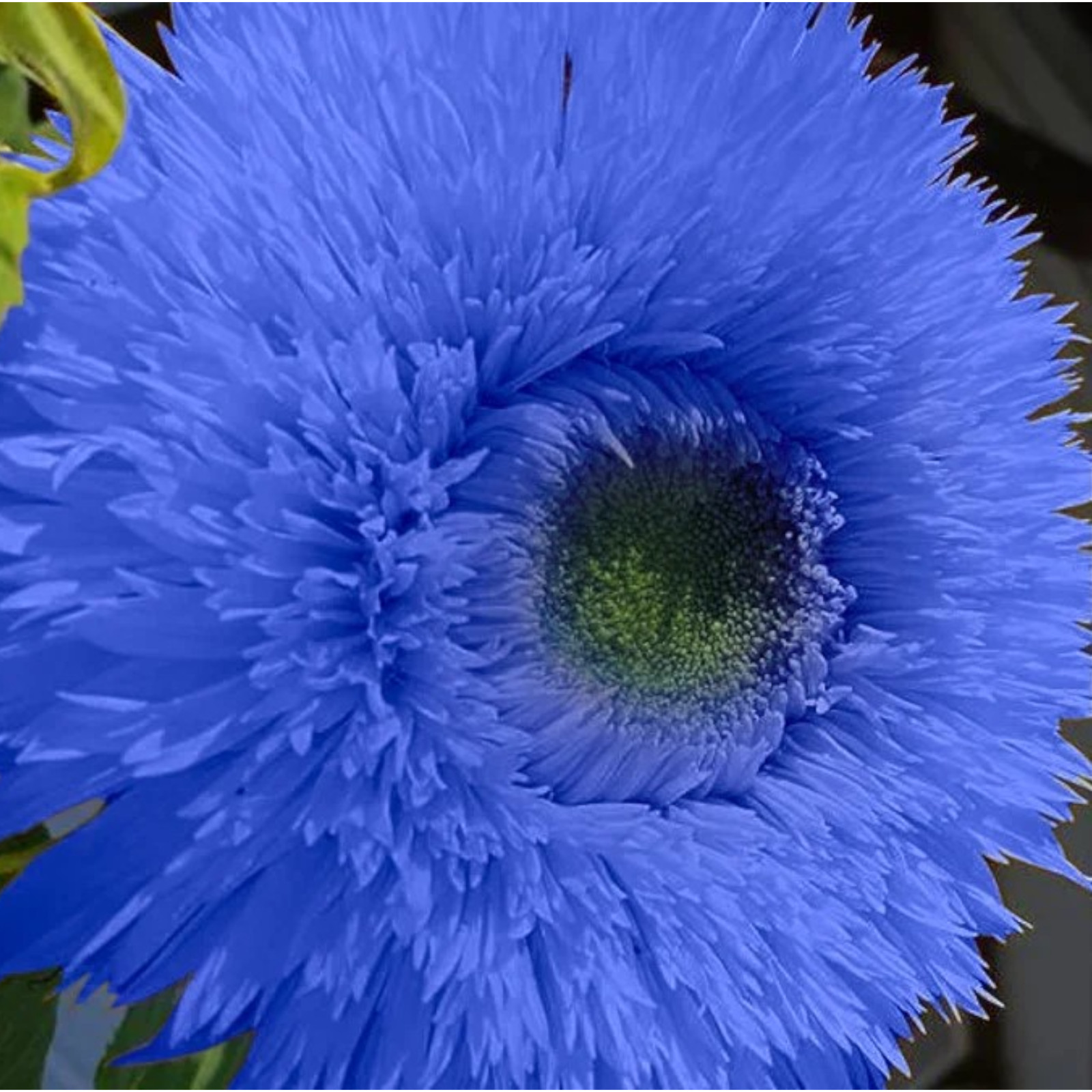 50pcs Blue Teddy Bear Sunflower Seeds – Stunning Annual Blooms for Your Garden