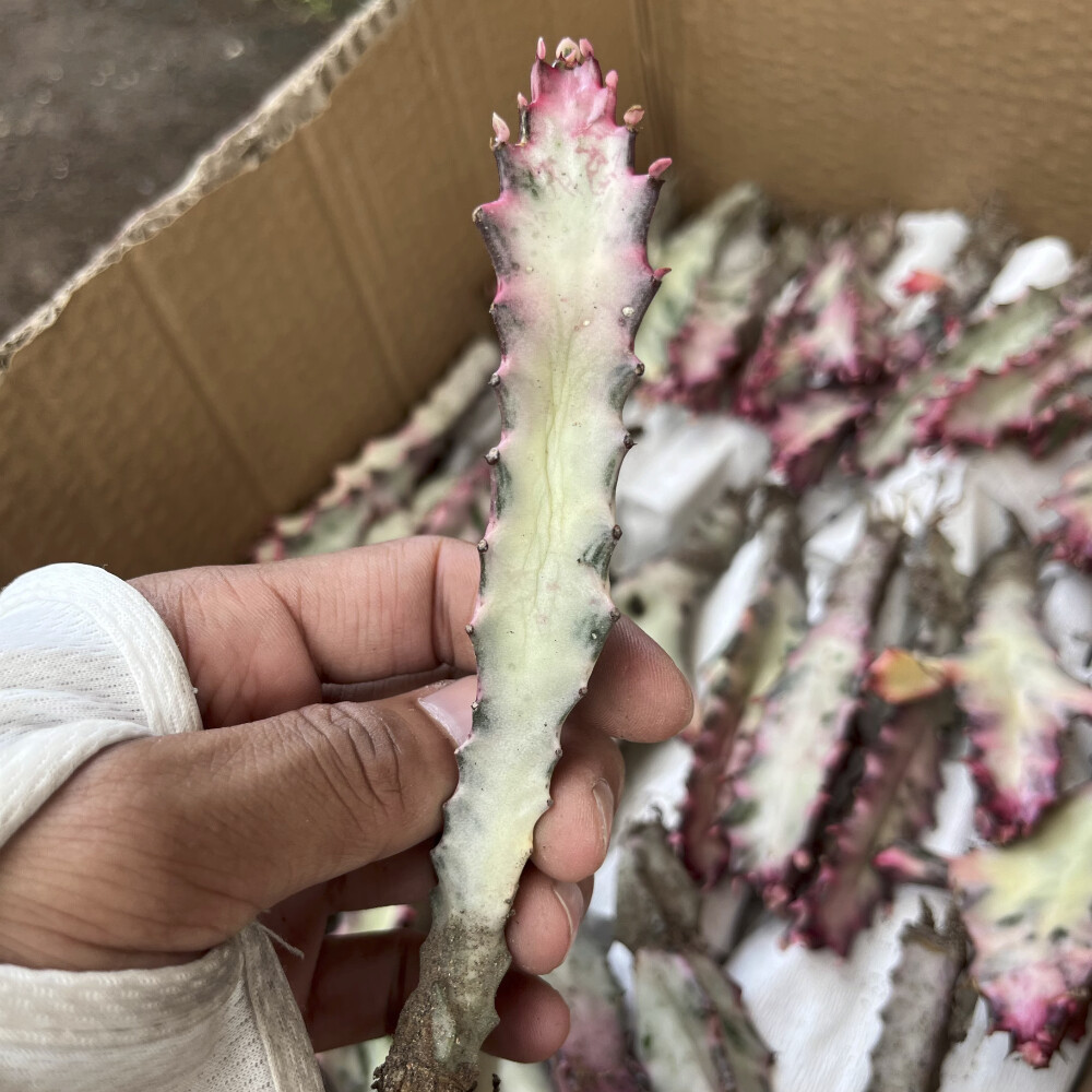 8CM Succulent Cactus Plant Euphorbia Trigona Rubra Red Variegata Cactaceae Plant