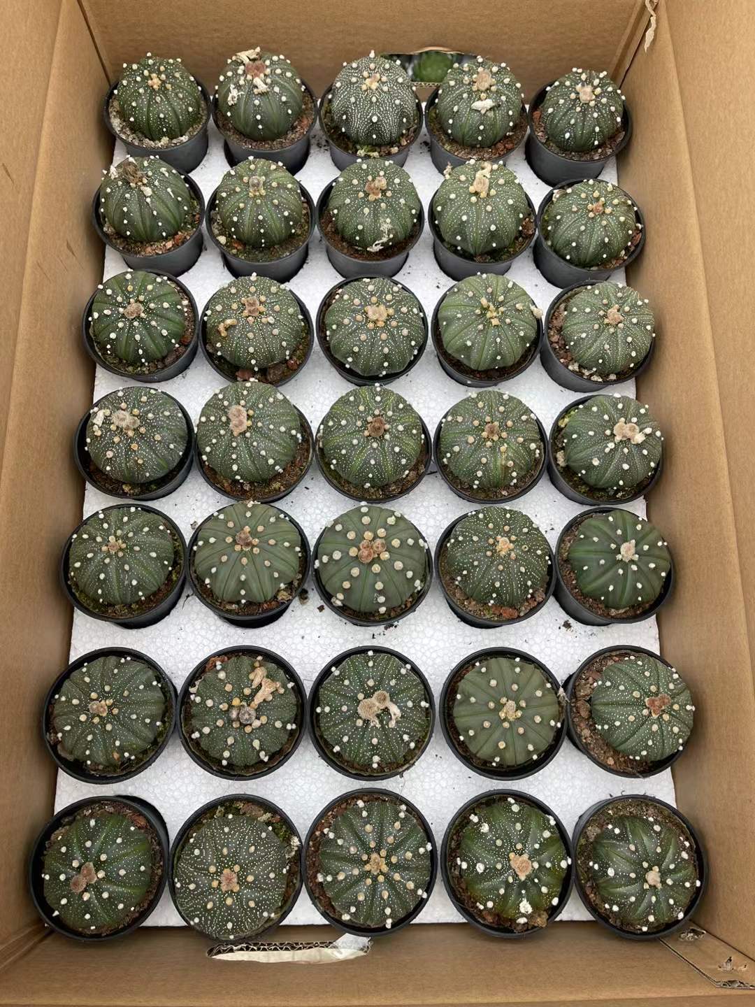10PCS 4-5CM Astrophytum asterias cactus plants potted Plants Home Garden Bonsai