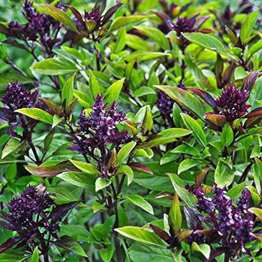 Siam Queen Thai Basil Seeds, NON-GMO, Clove Scent & Flavor, Best Thai, FREE SHIP