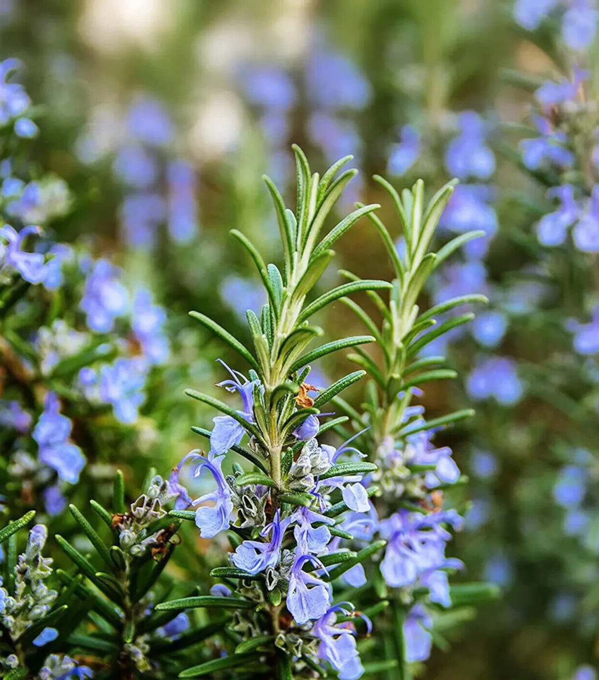 25++ Rosemary seeds – Culinary Perennial Garden Container Herb USA free Ship