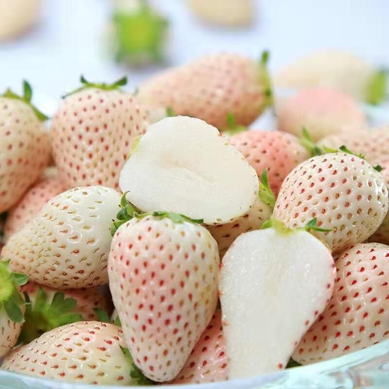 100+White Strawberry Seeds Pineberry Hula berry Alpine berry Container GardenUSA