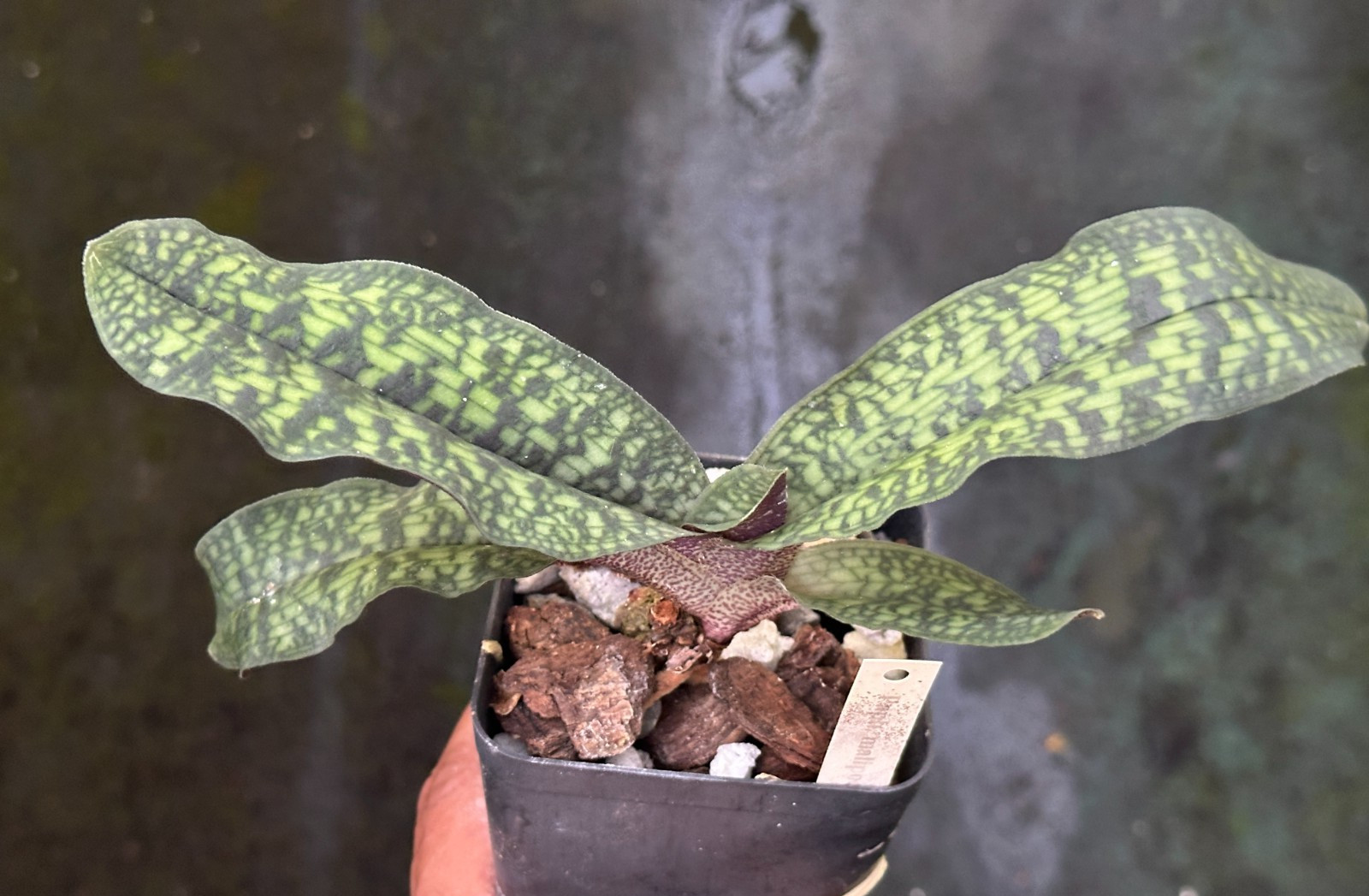 GREEN PARVI VIETNAM PAPH ORCHID SPECIES malipoense BS plant 4 inch pot