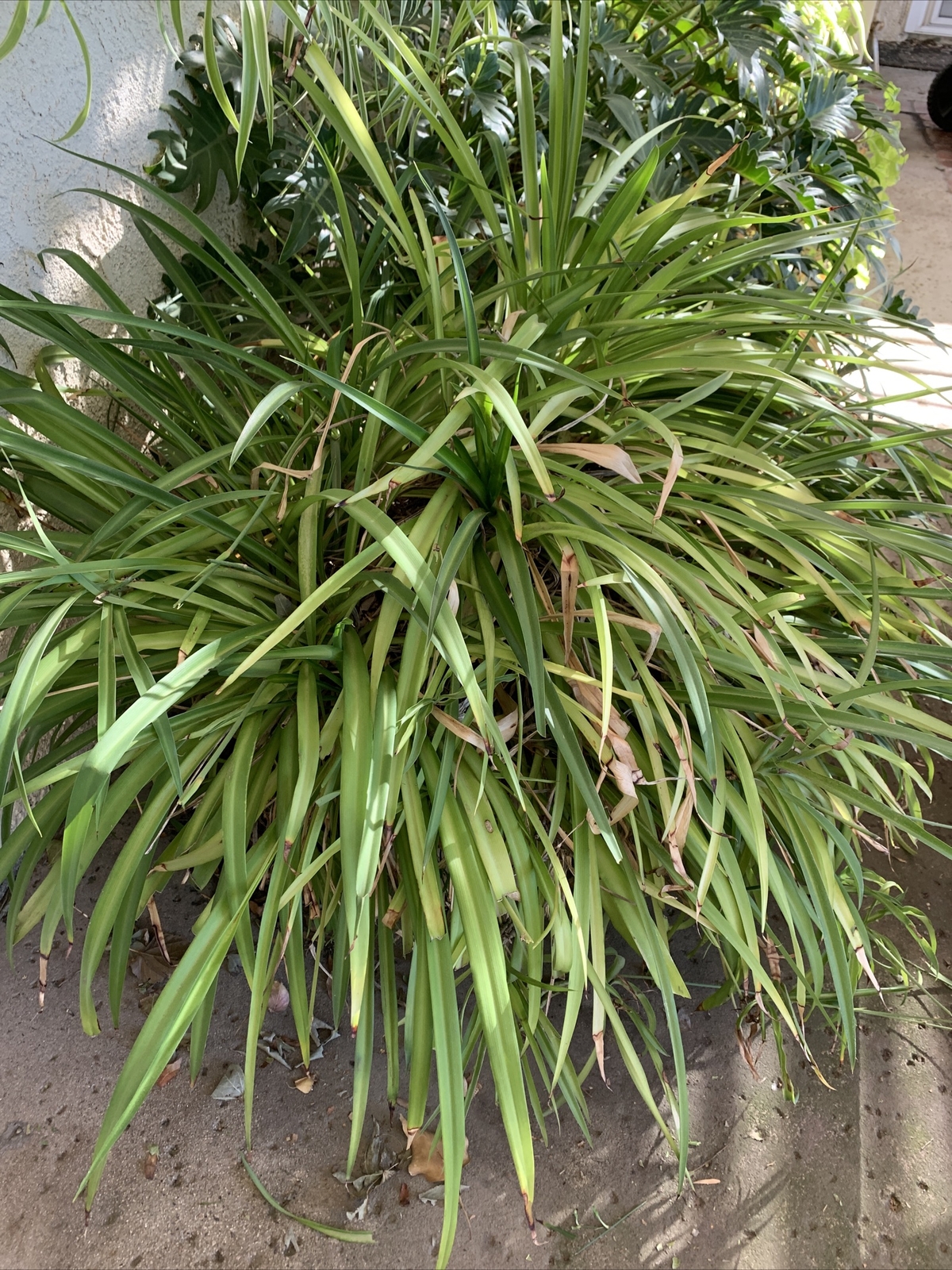 Spider Plant 10 Ready to Root Plants Easy Care Cleans Indoor Air