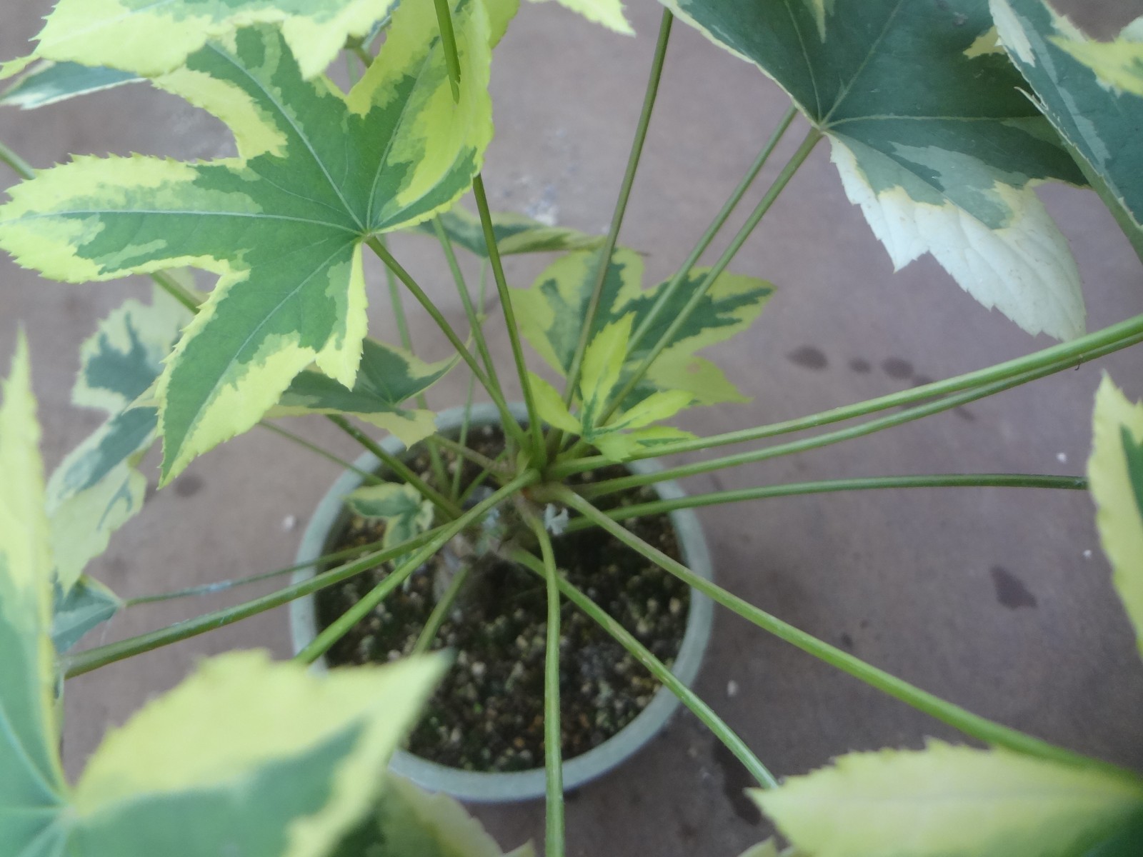 Kalopanax septemlobus yellow cream fukurin variegated [Must read description]