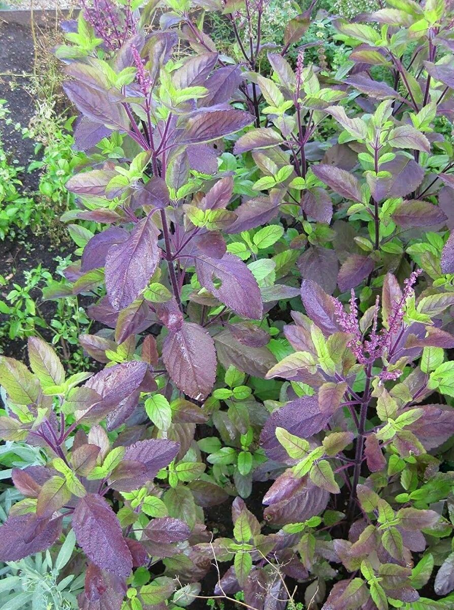 Red Leaf Holy Basil Seeds, NON-GMO, Tulsi, Monk’s Basil, Ayurveda, FREE SHIPPING