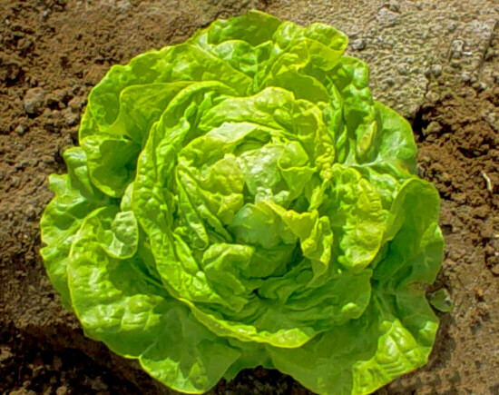 1000 WHITE BOSTON BUTTERCRUNCH LETTUCE SEEDS ~ heirloomseedguy ~ 2026 ~ NON-GMO