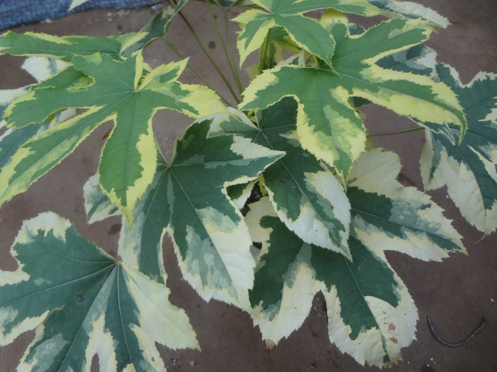 Kalopanax septemlobus yellow cream fukurin variegated [Must read description]