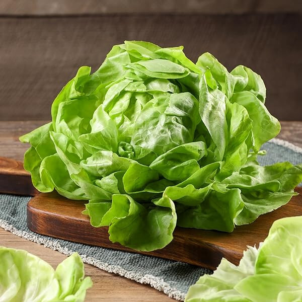 1000 SUMMER BIBB LETTUCE SEEDS ~ heirloomseedguy ~ 2026 ~ NON-GMO