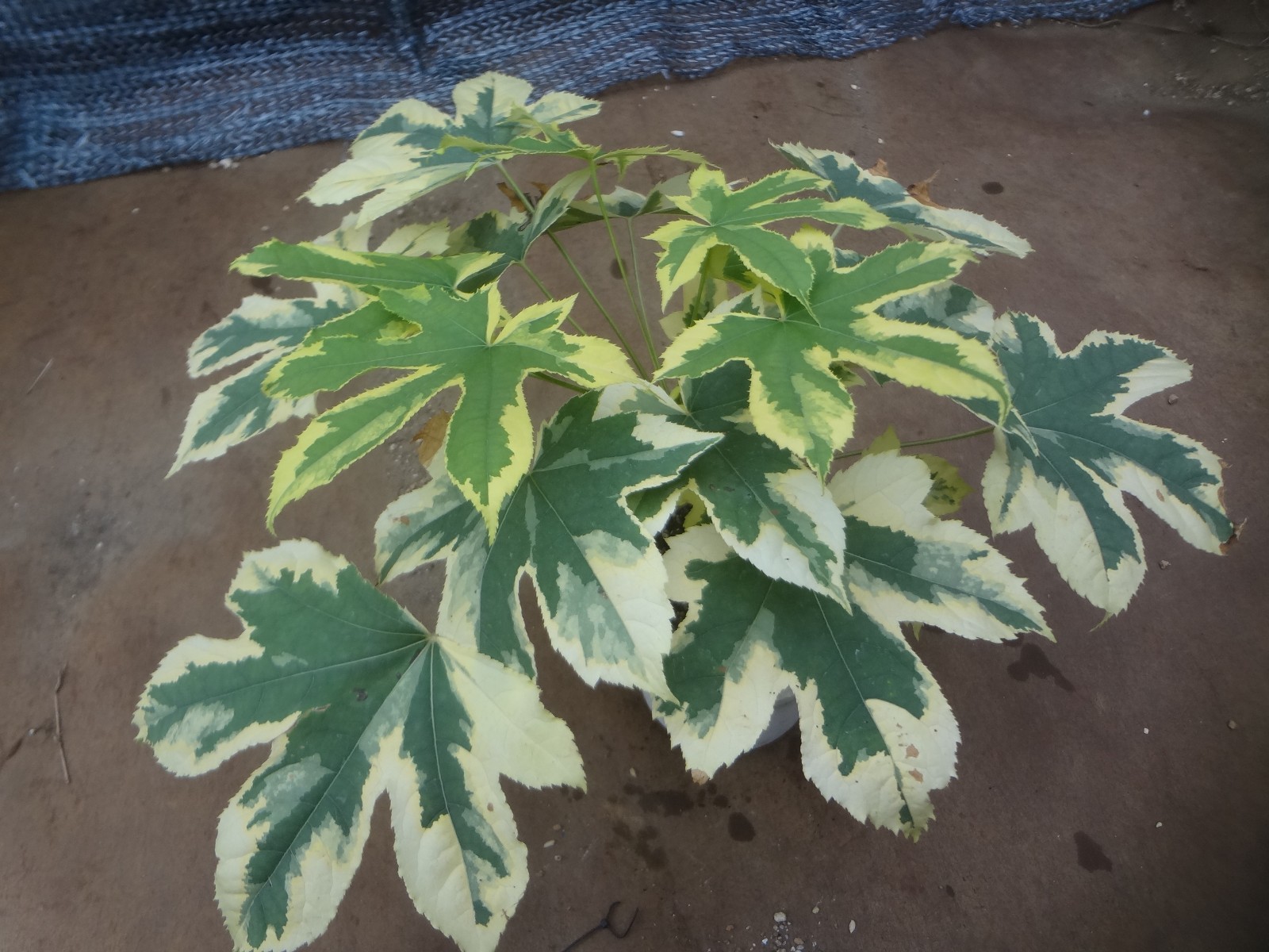 Kalopanax septemlobus yellow cream fukurin variegated [Must read description]