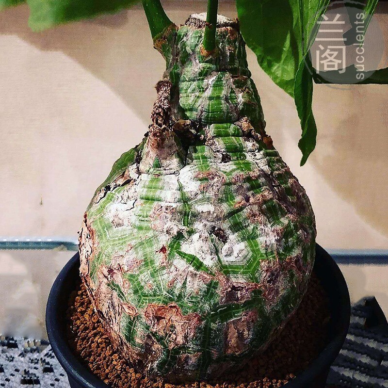 Cactus Succulent Plant Pseudobombax ellipticum Beautiful Home Garden Plant 4-5CM