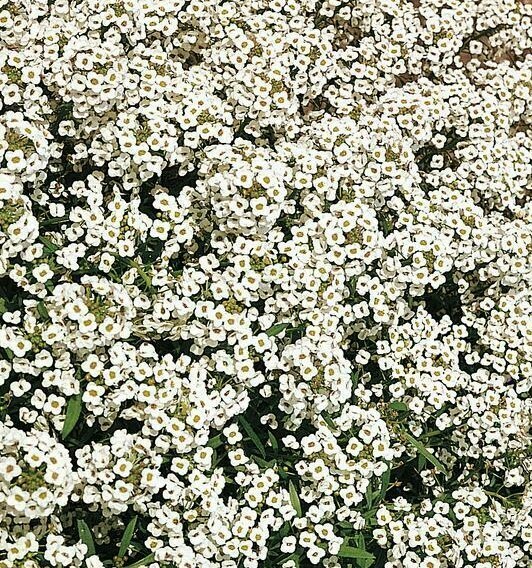ALYSSUM SEEDS 1500+ CARPET OF SNOW WHITE FLOWER garden ANNUAL bees FREE SHIPPING