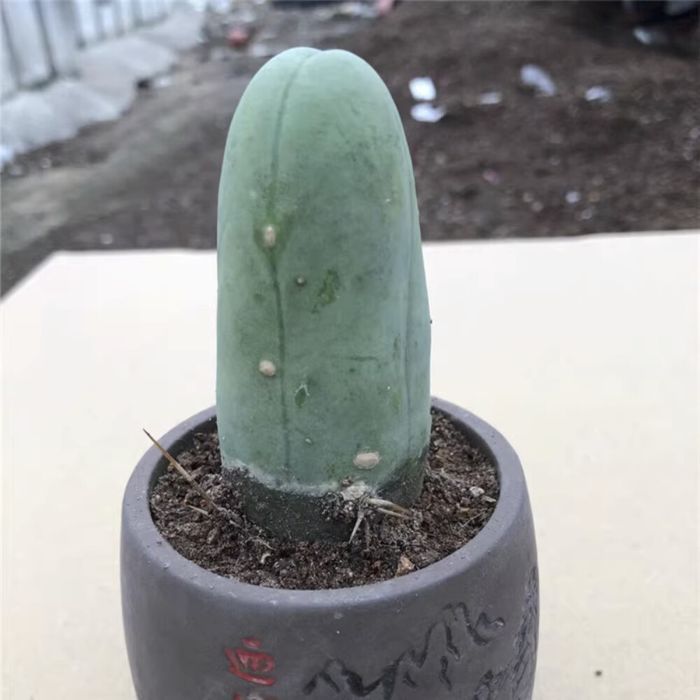 8CM Succulent Cactus Plant Eulychnia Castanea Male Sexy Cactaceae Home Garden