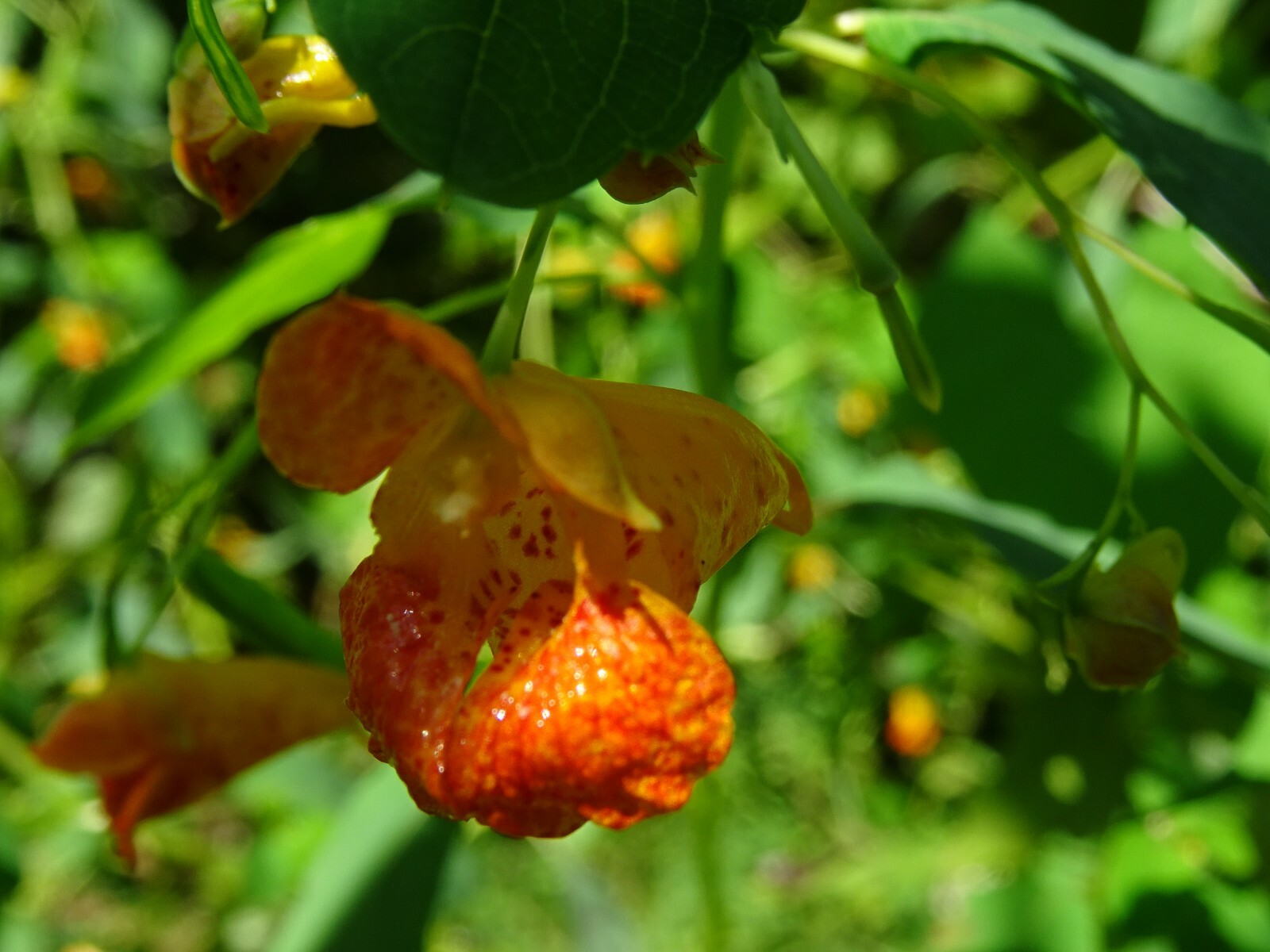 Jewelweed Impatiens Capensis TouchMeNot 40 seeds from 2023 Organic Hummingbirds