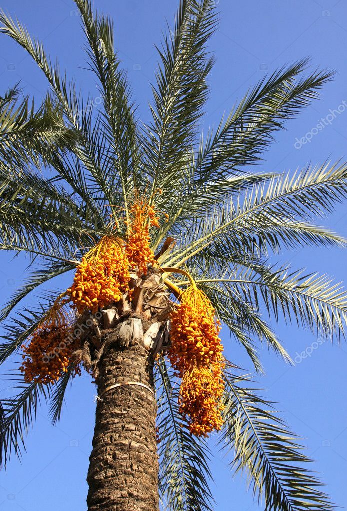 1- Medjool 1+ Year Old Date Palm Seedling Phoenix Dactylifera Plant Sapling