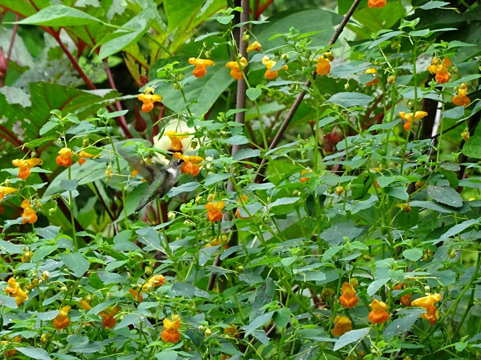 Jewelweed Impatiens Capensis TouchMeNot 40 seeds from 2023 Organic Hummingbirds