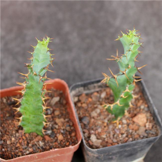 3PCS 8CM Succulent Cactus Plant Euphorbia Groenewdi Cactaceae Home Garden Plant