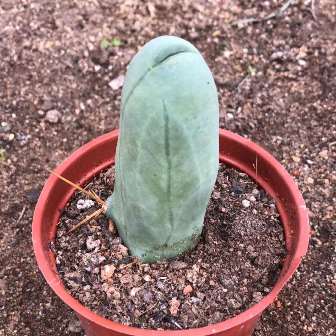 8CM Succulent Cactus Plant Eulychnia Castanea Male Sexy Cactaceae Home Garden
