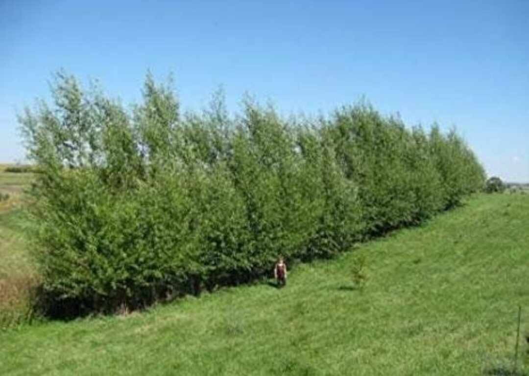110 Austree Hybrid Willow Tree Cuttings 10″ Fast Growing Hedge BEST WILLOW DEAL