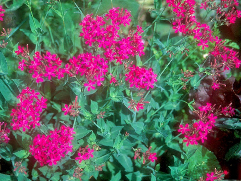 1001+CATCHFLY Flower Seeds None So Pretty Native Wildflower Patio Container Easy