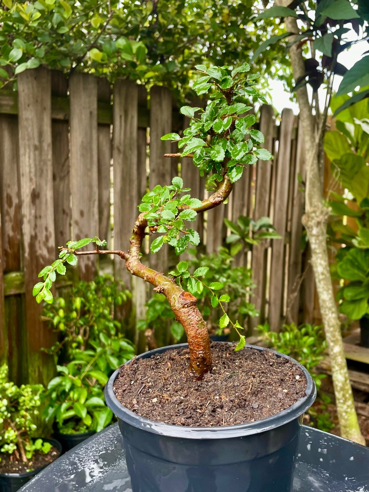 CHINESE ELM Pre-Bonsai /Bonsai S Tree Cold Hardy / Tiny leaves 5 years old