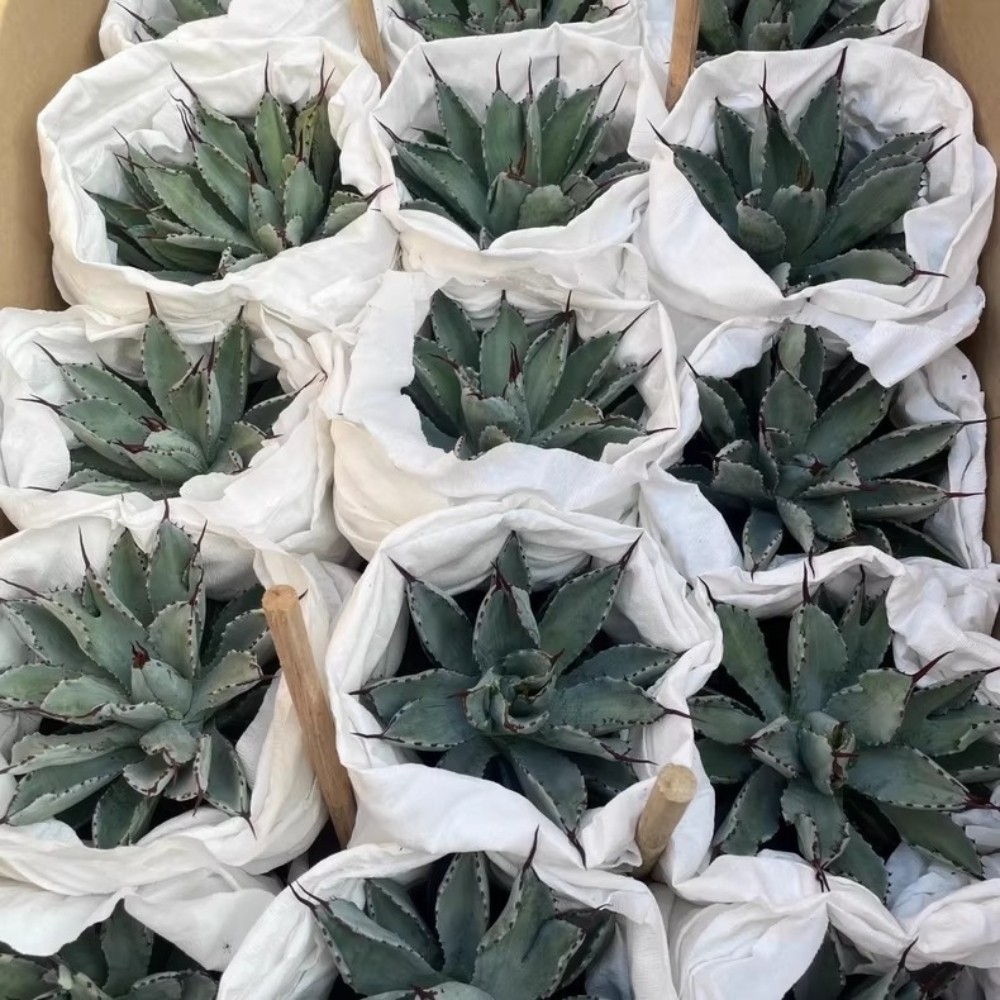 8CM Succulent Agave Plant Agave Potatorum Cv.’Cubic’ Agavaceae Home Garden Plant