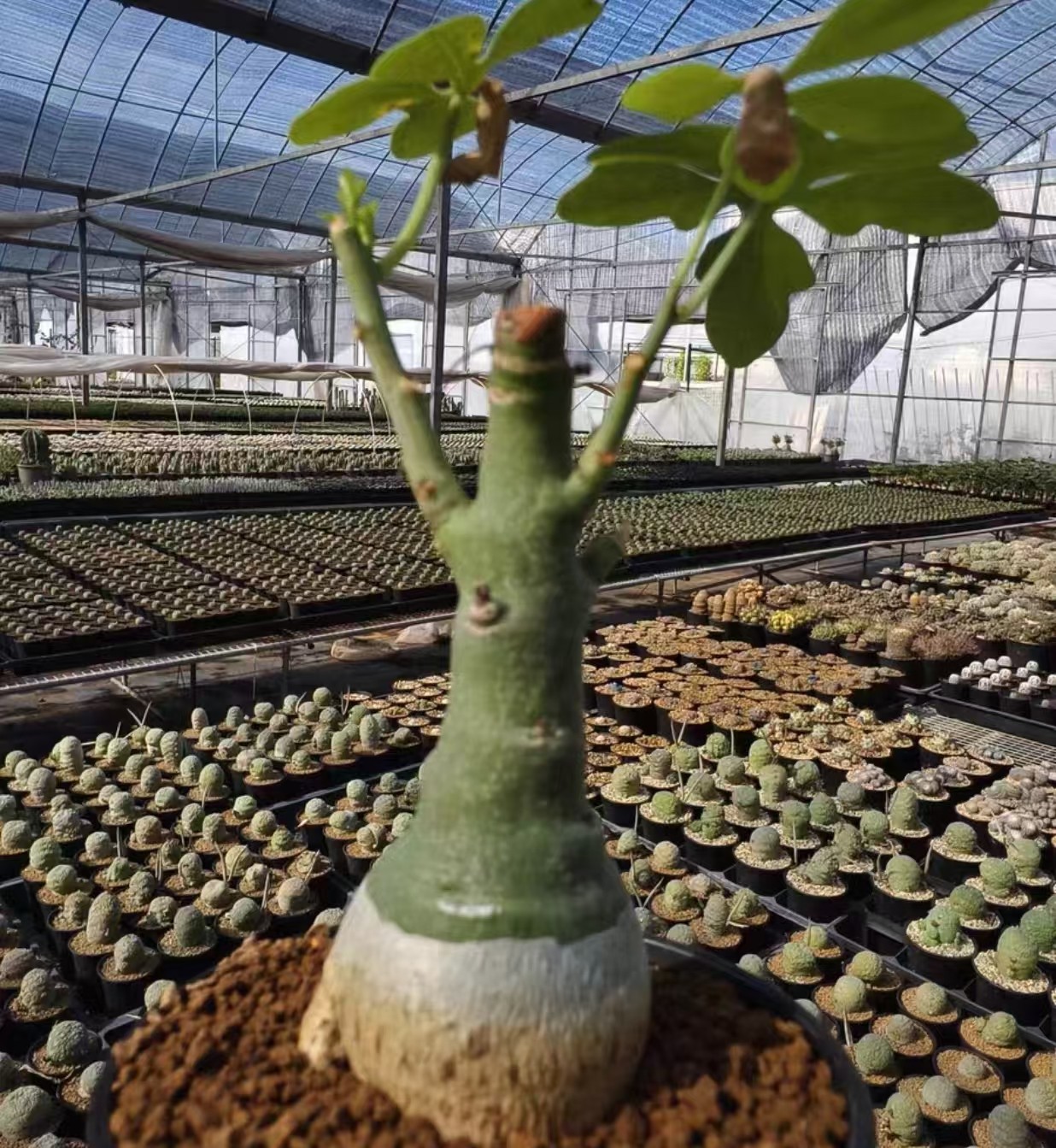 Adenia glauca rarsucculent cactus Boutique Feature