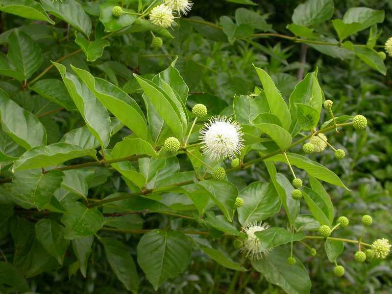 Buttonbush (Cephalanthus occidentalis)—200 seeds ($3.00)