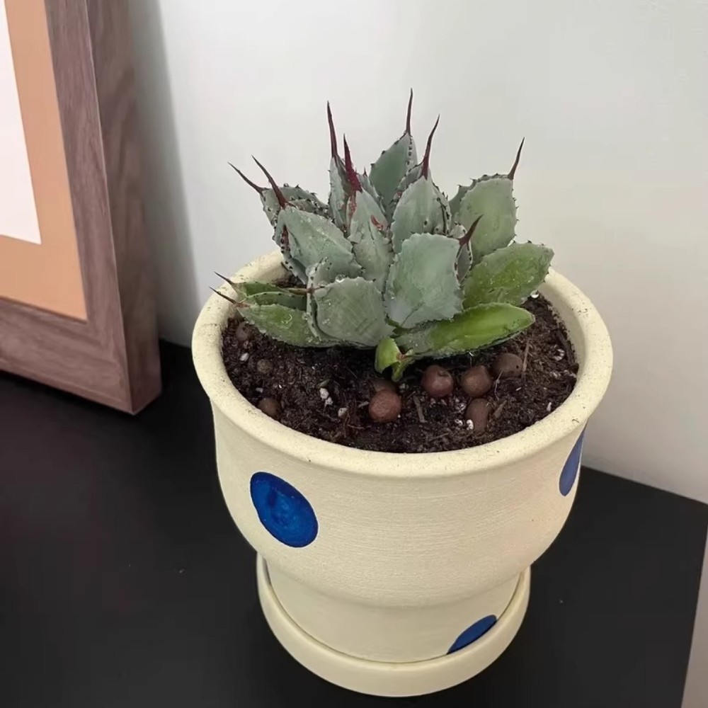 8CM Succulent Agave Plant Agave Potatorum Cv.’Cubic’ Agavaceae Home Garden Plant