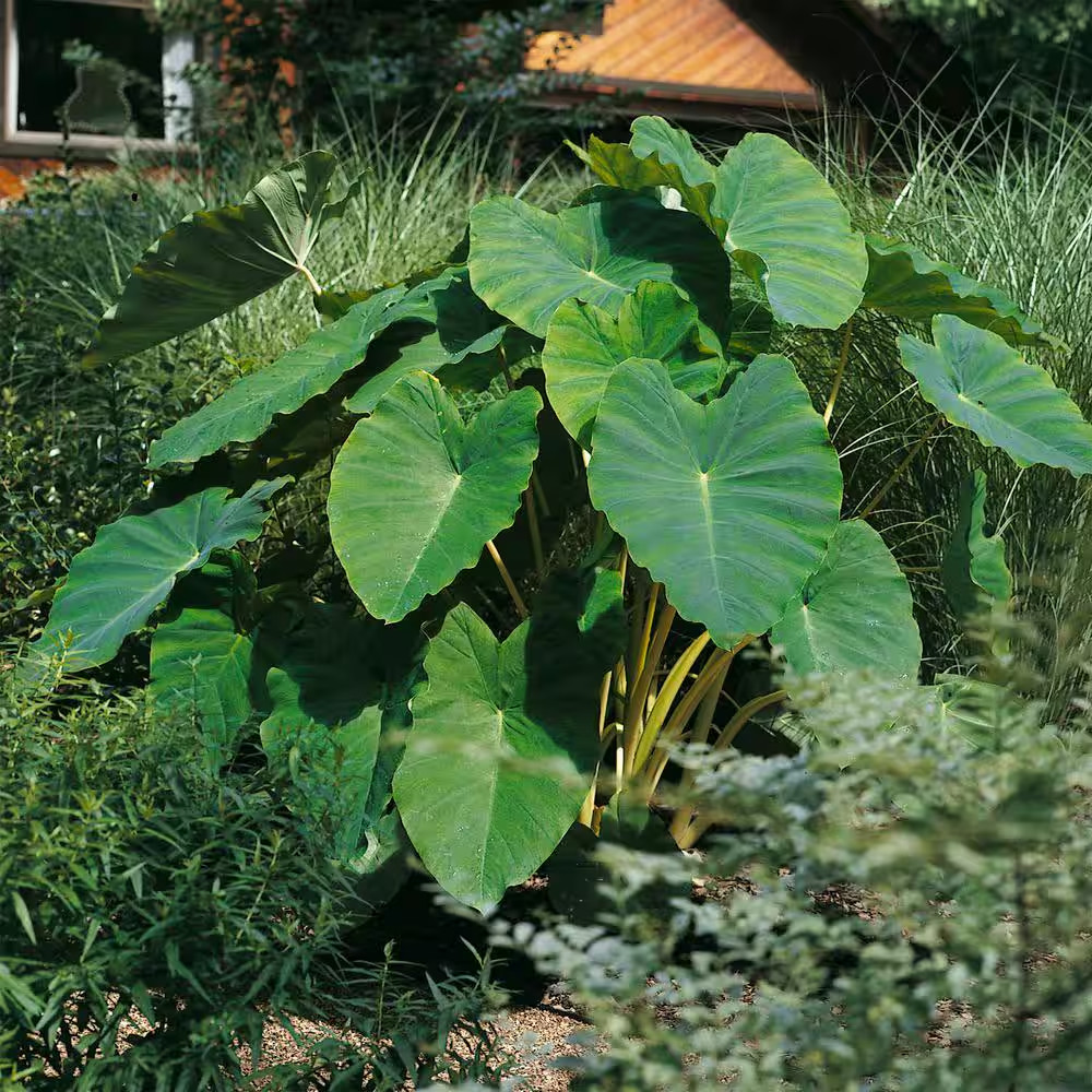 7/9 In. Colocasia Esculenta Elephant Ear Bulbs (Bag of 5)