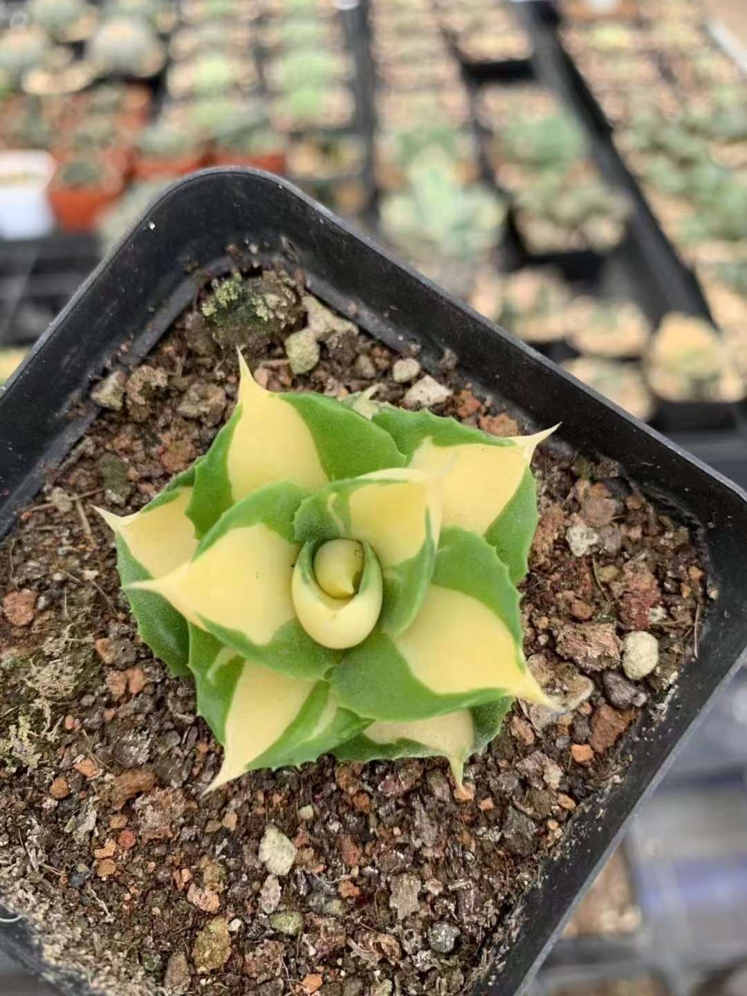 4-5CM Succulent Plant var.Verschaffeltii Compacta Agavaceae Agave Potatorum