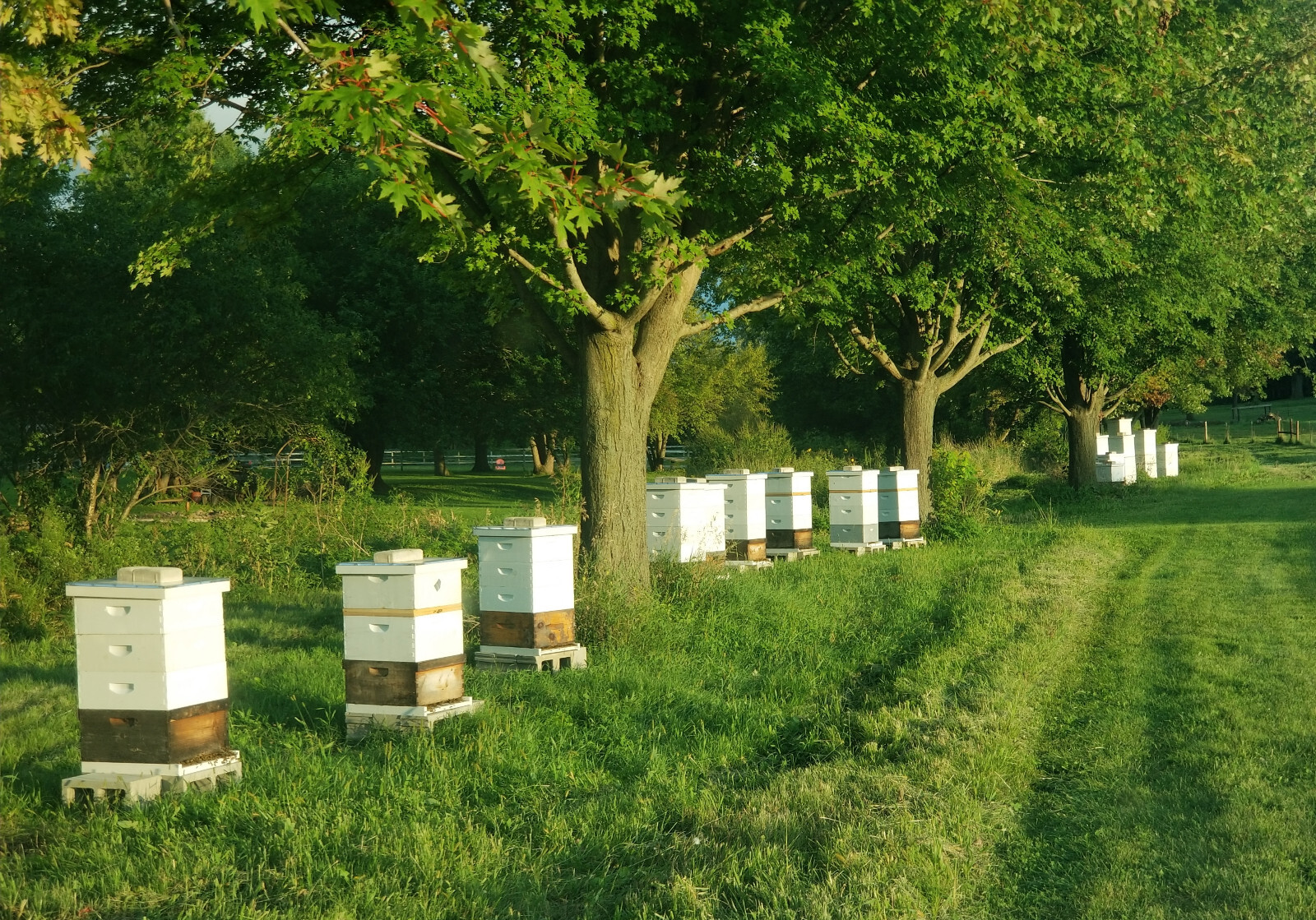 Raw Honey 2.5 lb (1.13kg) – 100% Raw, Wildflower, Local Organic, Unfiltered