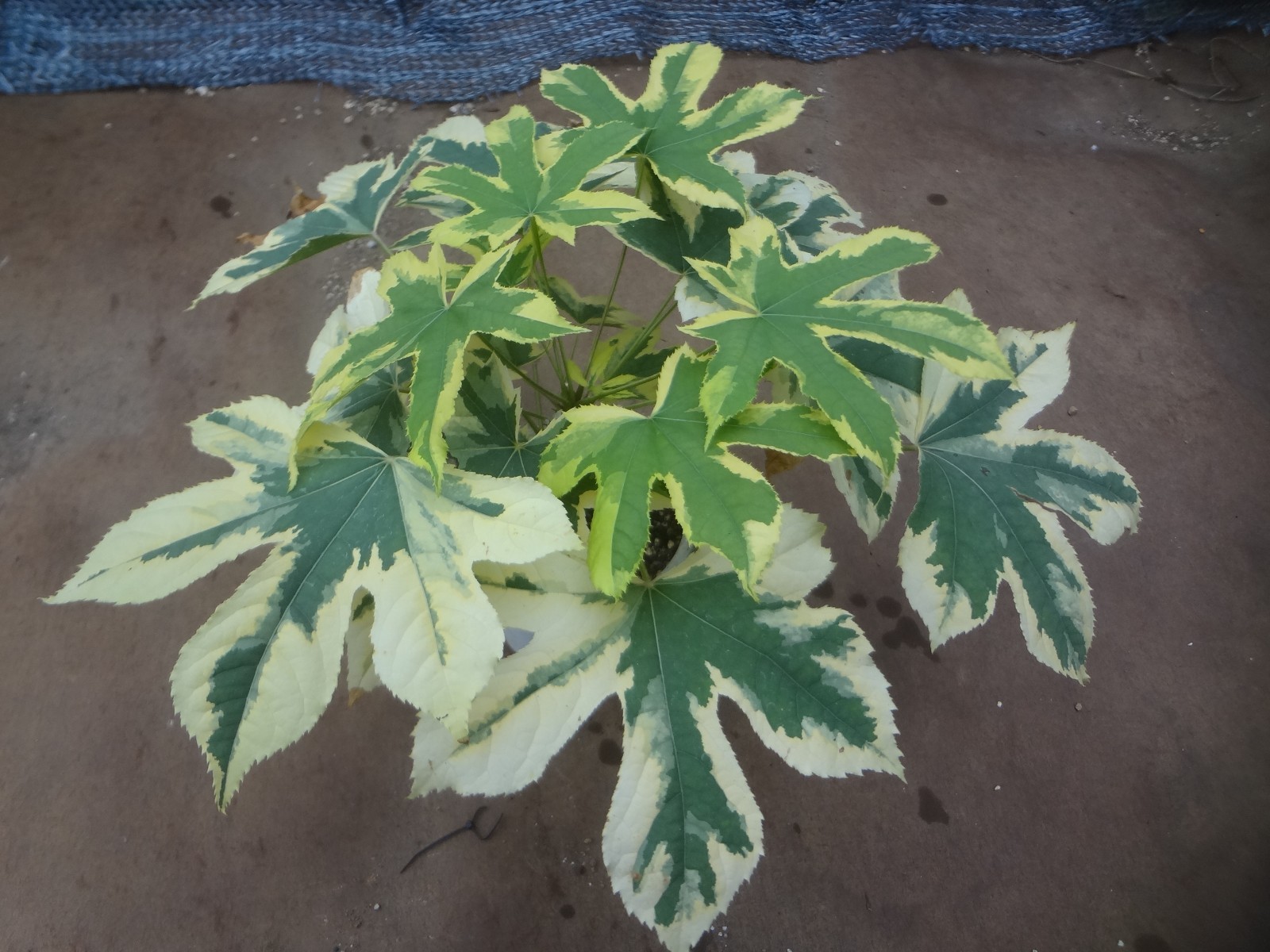 Kalopanax septemlobus yellow cream fukurin variegated [Must read description]
