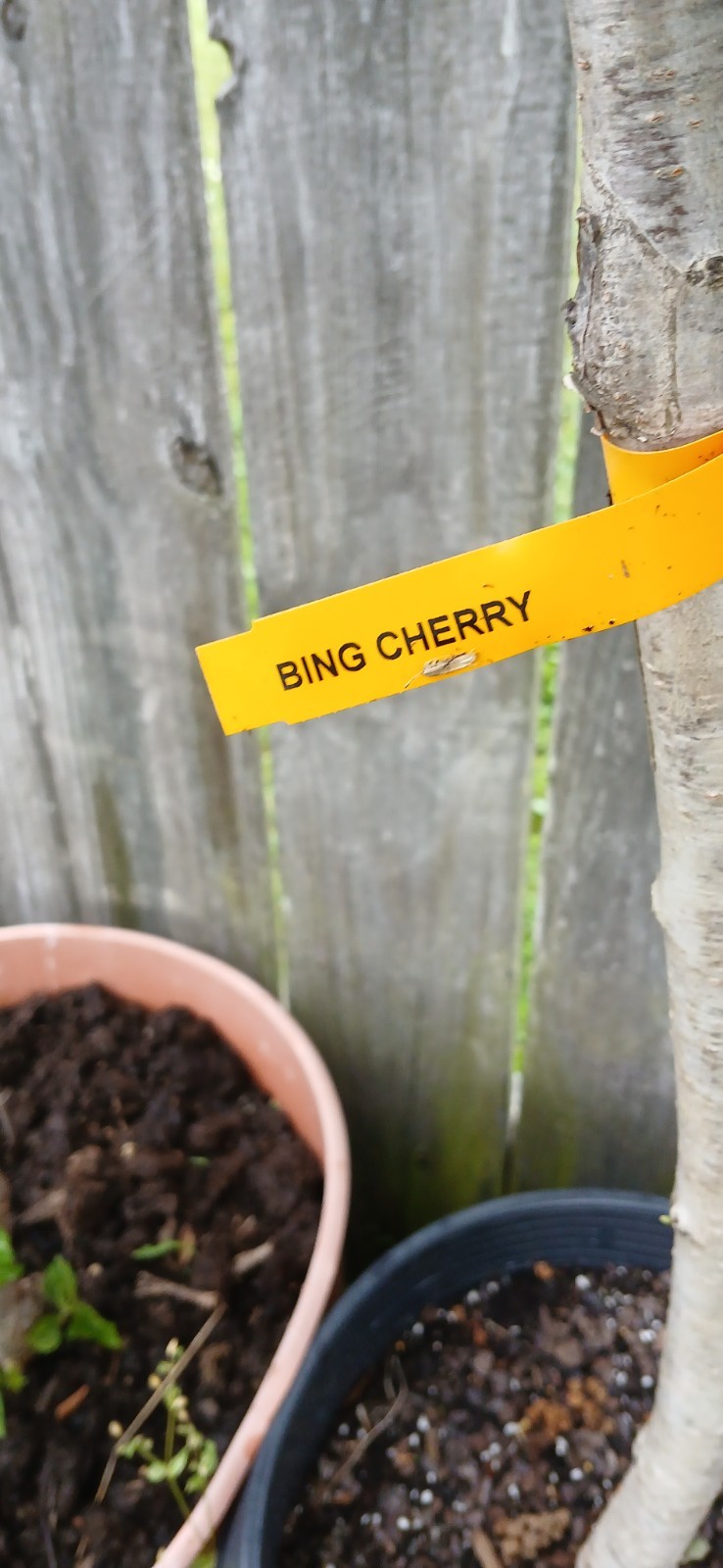 3 years Old Multi Grafted Organic Cherry Tree