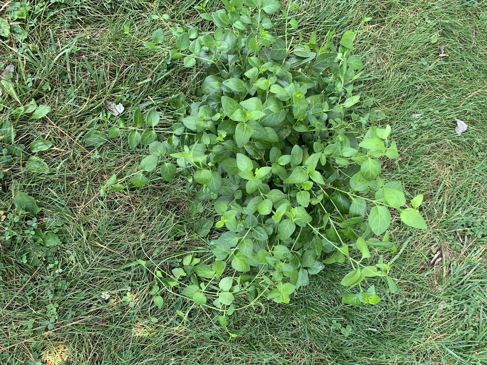 25 Vinca Minor Periwinkle Creeping Myrtle Perennial Evergreen Ground Cover