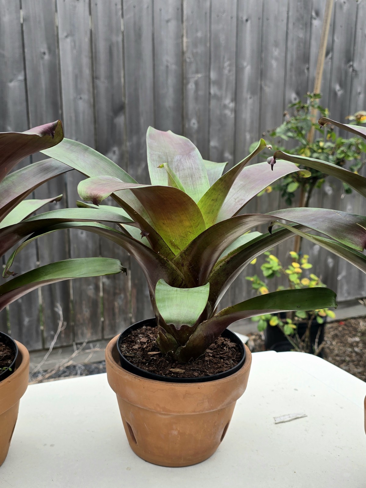 Stunning Alcantarea Imperialis ‘Rubra’ Bromeliad