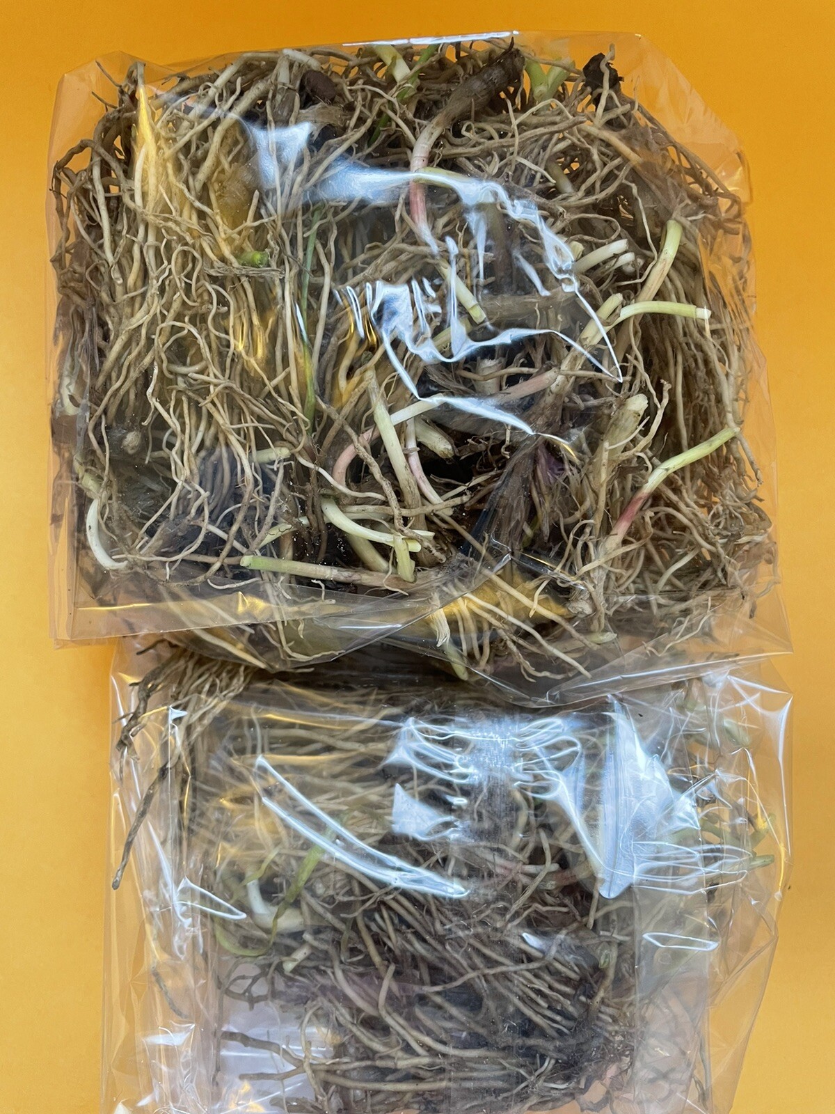 100 Rooted Chinese Chives Plants (Organic Garlic Chives, Over 3 Years Old)韭菜