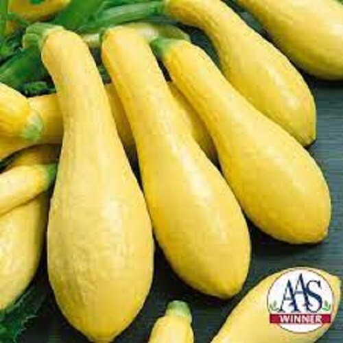 Premium Prolific Straightneck Yellow Squash – Fresh Organic Seeds Most popular