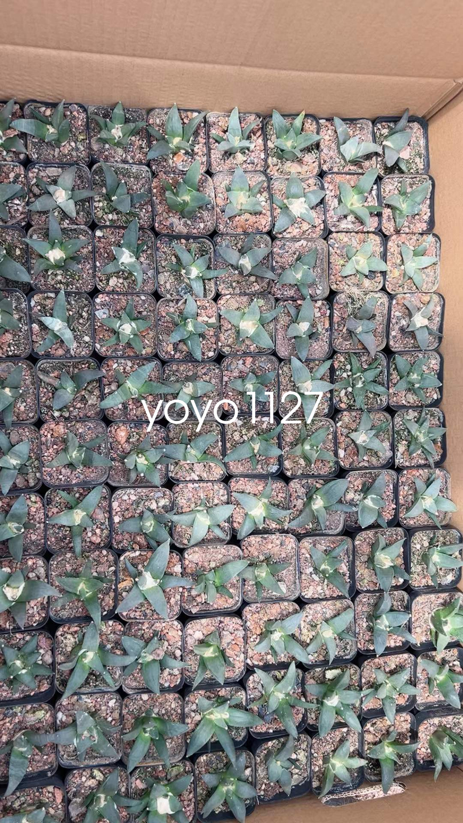 5pcs 4-5cm Ariocarpus Retusus Scheidw Succulent Cactus Plants