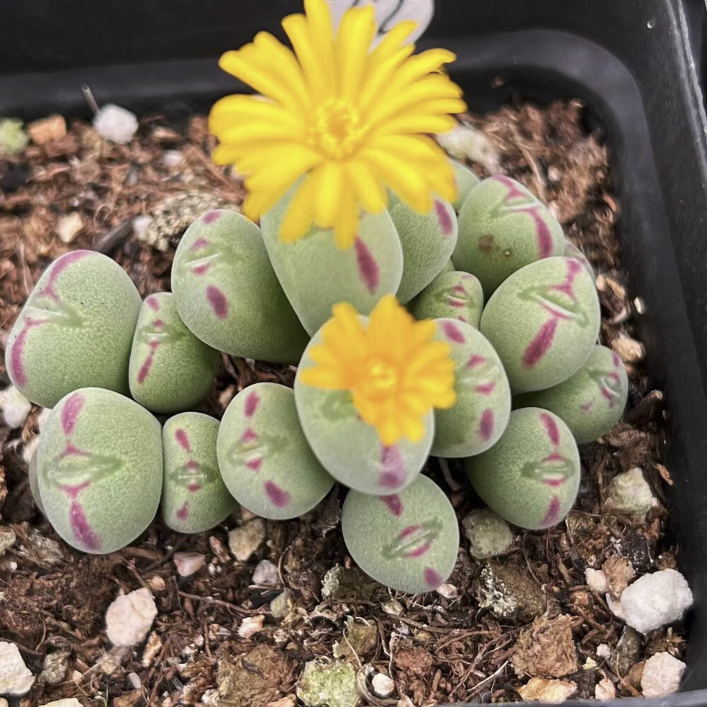 5CM Succulent Plant Conophytum Maughanii Aizoaceae (more than 20 Heads)Beautiful