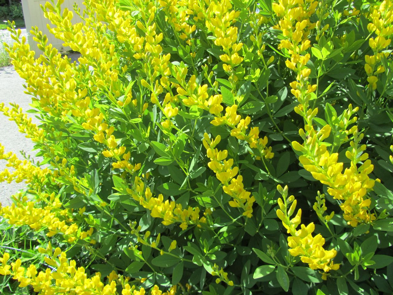 Yellow Lupine Seeds, Lupinus densiflorus aureus, Whitewhorl Lupine, FREE SHIP