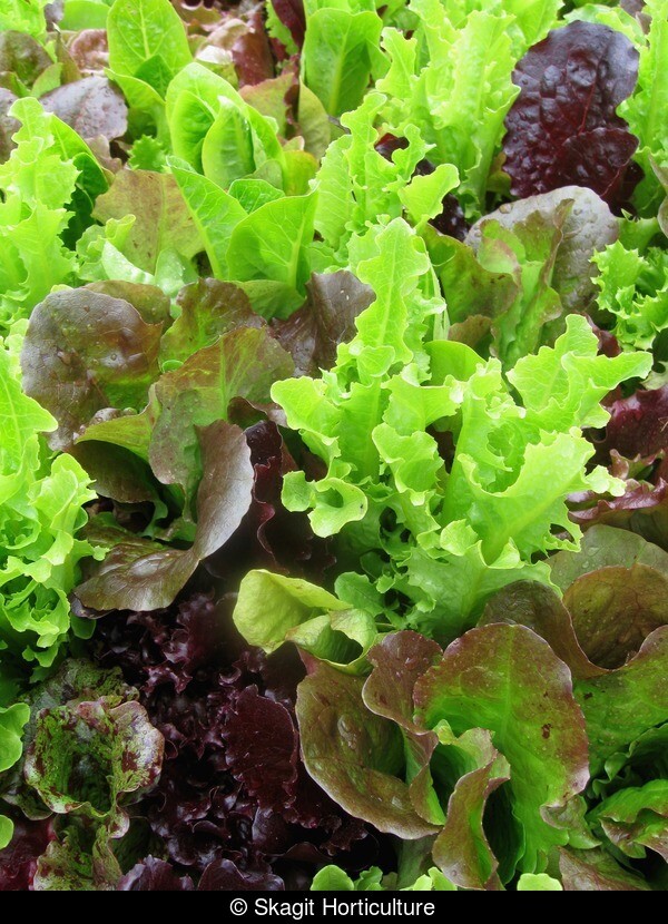 800+ LEAF LETTUCE SEEDS (1 gram) GOURMET SALAD BLEND FRESH US SELLER FRESH