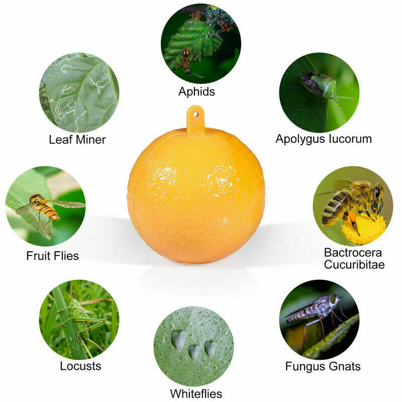 Bug Fruit Fly Traps Sticky Ball Fungus Gnat Pest Control Ball for Indoor Outdoor