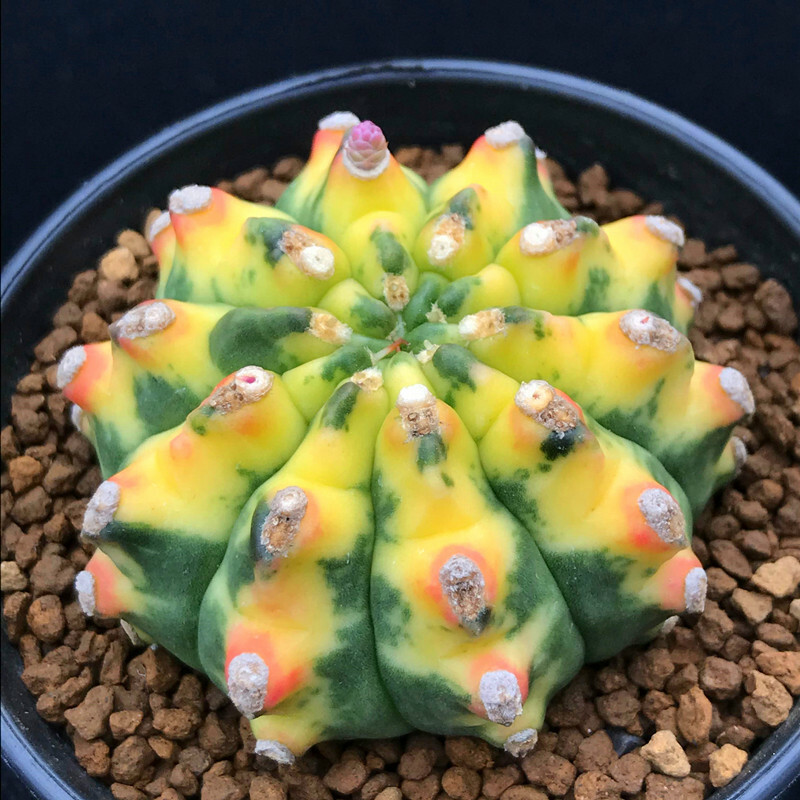 4-5cm Gymnocalycium anisitii variegata cactus plants potted Plants Garden Bonsai