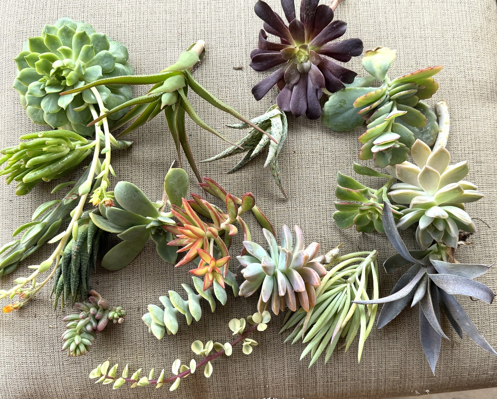 20 Assorted Succulent Cuttings- Large, Healthy Cuttings