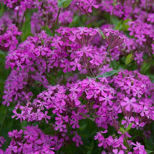 CATCHFLY NONE-SO-PRETTY PURPLE FLOWER ROCK GARDENS Butterflies NonGMO 2000 Seeds