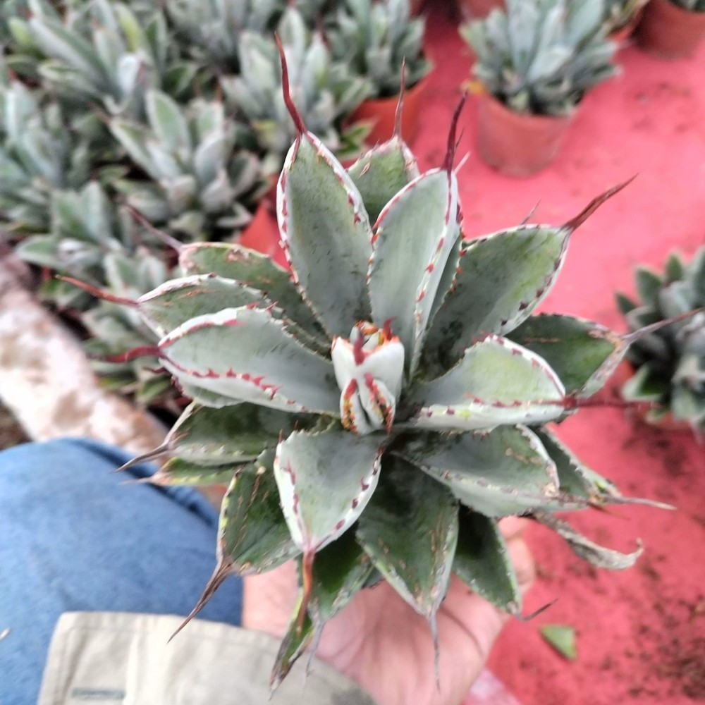 8CM Succulent Agave Plant Agave Potatorum Cv.’Cubic’ Agavaceae Home Garden Plant