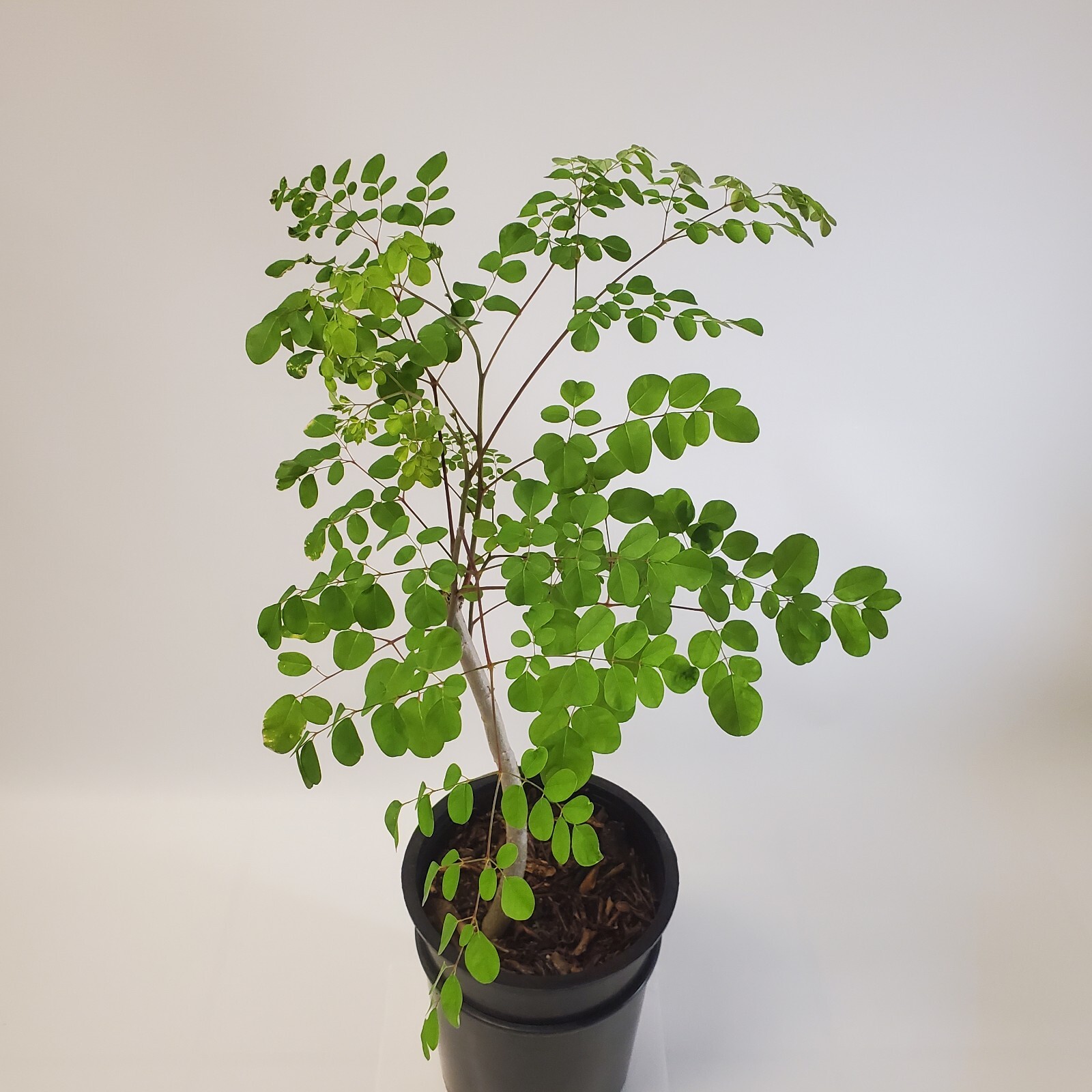 2-3ft Grown Moringa Oleifera Potted Tree 6 Months Old Nutritious Edible Leaves