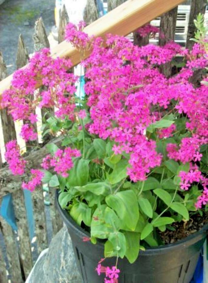 1001+CATCHFLY Flower Seeds None So Pretty Native Wildflower Patio Container Easy